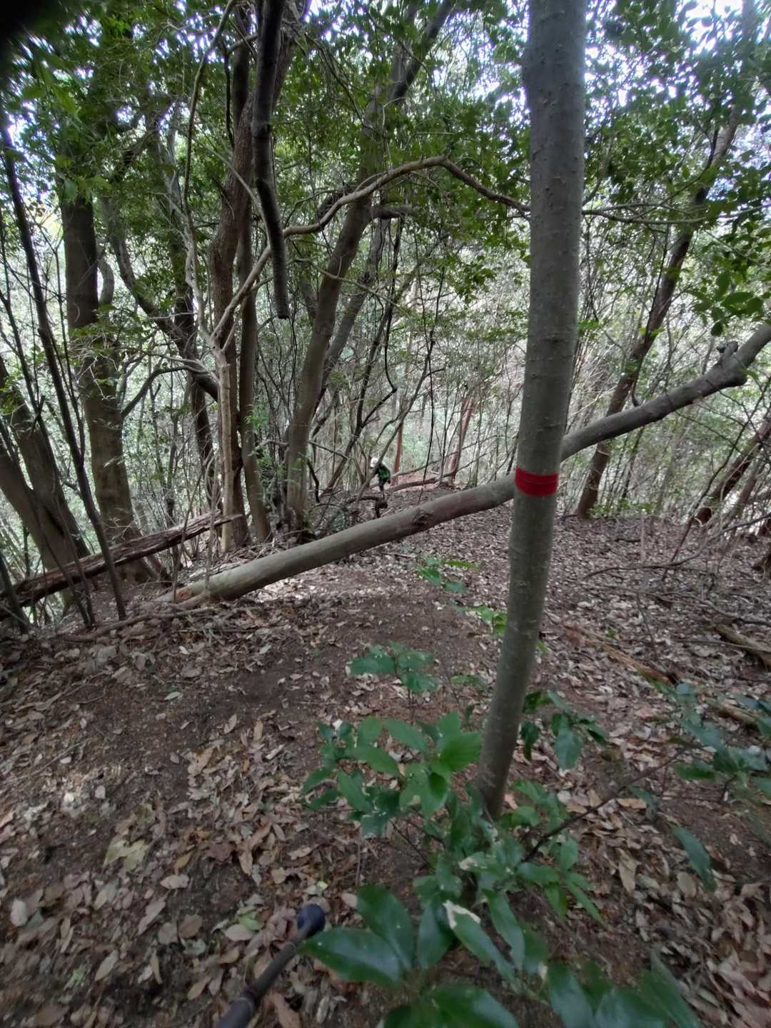 一旦、鞍部に下り、登り返す
下山にも登り返す箇所
此処が伝説の縄を擦った箇所かな？！