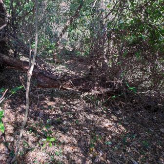 ユーチューブでこの辺の山散歩動画を上げてるミヨンって方の動画で、あっここに倒木が出来てると思いました。

まぁ、ハイキングの人達が奥に行かない様になってて丁度良いかも知れません。