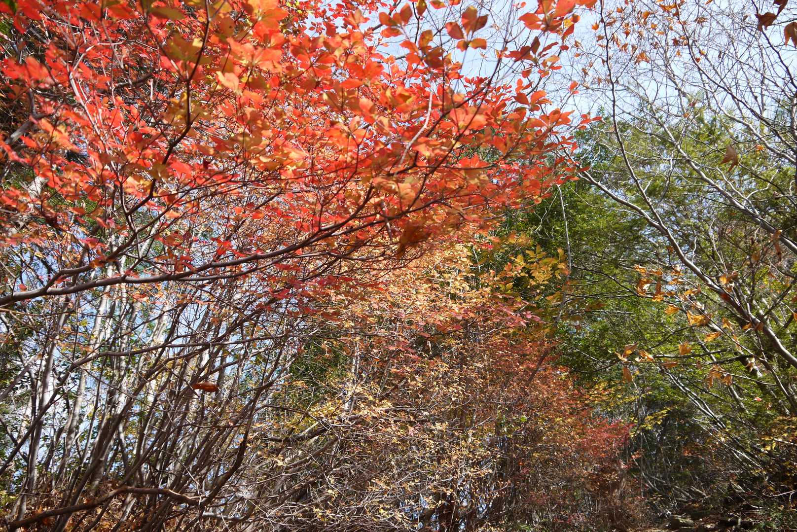 蕪山 往復コースの写真