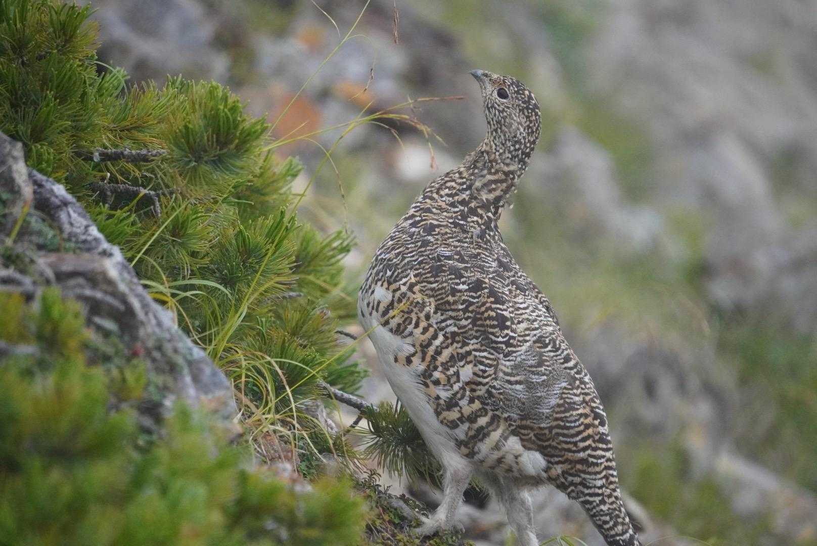 ガスの中進んでいくと
なんと、メスの雷鳥2羽に遭遇

五竜岳ピストンでは会えないと思っていたので嬉しい😃