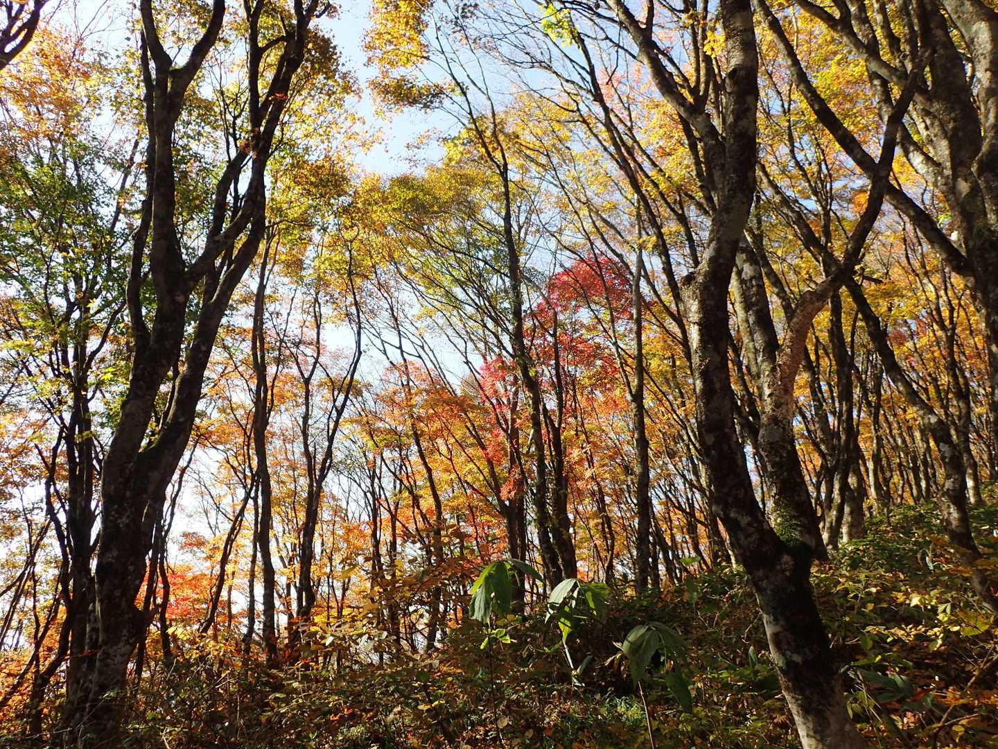 滝登山口-額取山-大将旗山 往復コースの写真