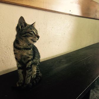 ノア