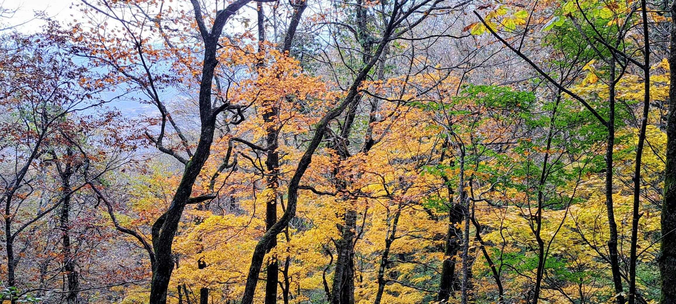 少し標高下げるとガスも無くなりブナの森の紅葉🍁