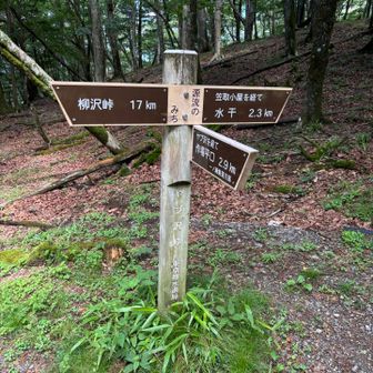 ここで車も通れる林道にぶつかる。