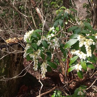 ツツジ科の…アセビ