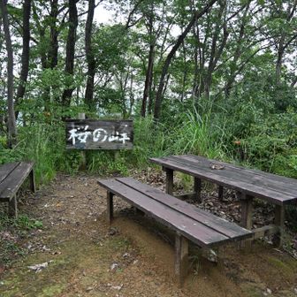 桜の峰到着。眺望無し