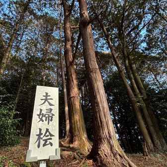 差し交したる枝〜くっついてる〜👐🏻