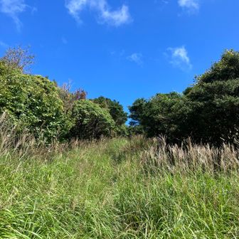 孫岳はもうすぐ