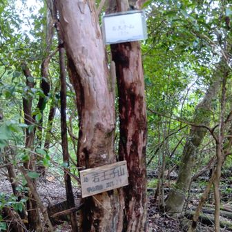 くだり軽い渡渉後右手へ
誰もいないので足早に
若王子山ピーク