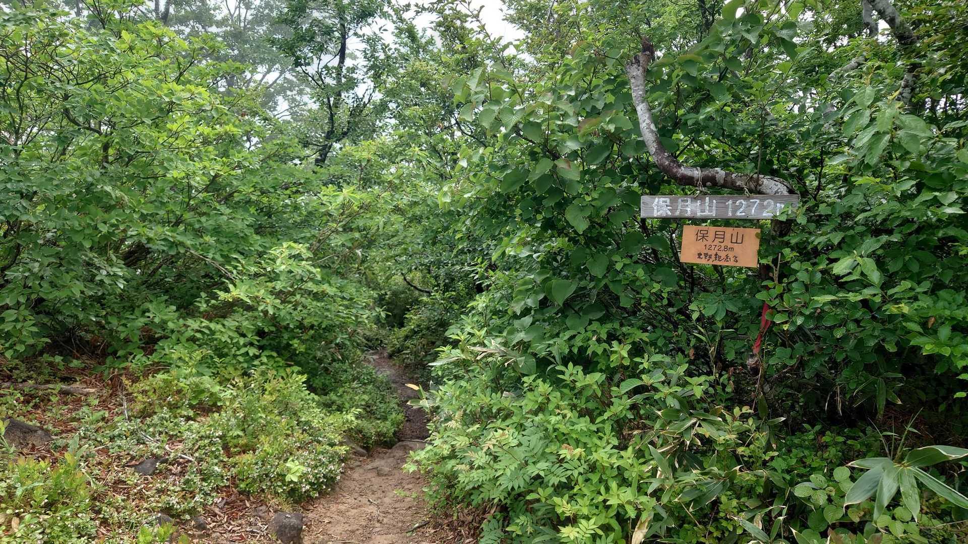 広域林道登山口-保月山-釈氏ヶ岳-中岳 往復コースの写真