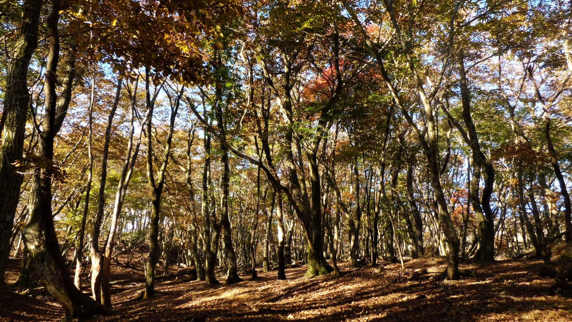 紅葉、本格的。