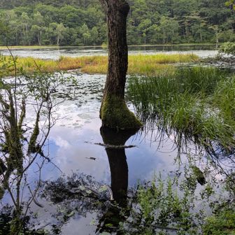 種池に映る枯木