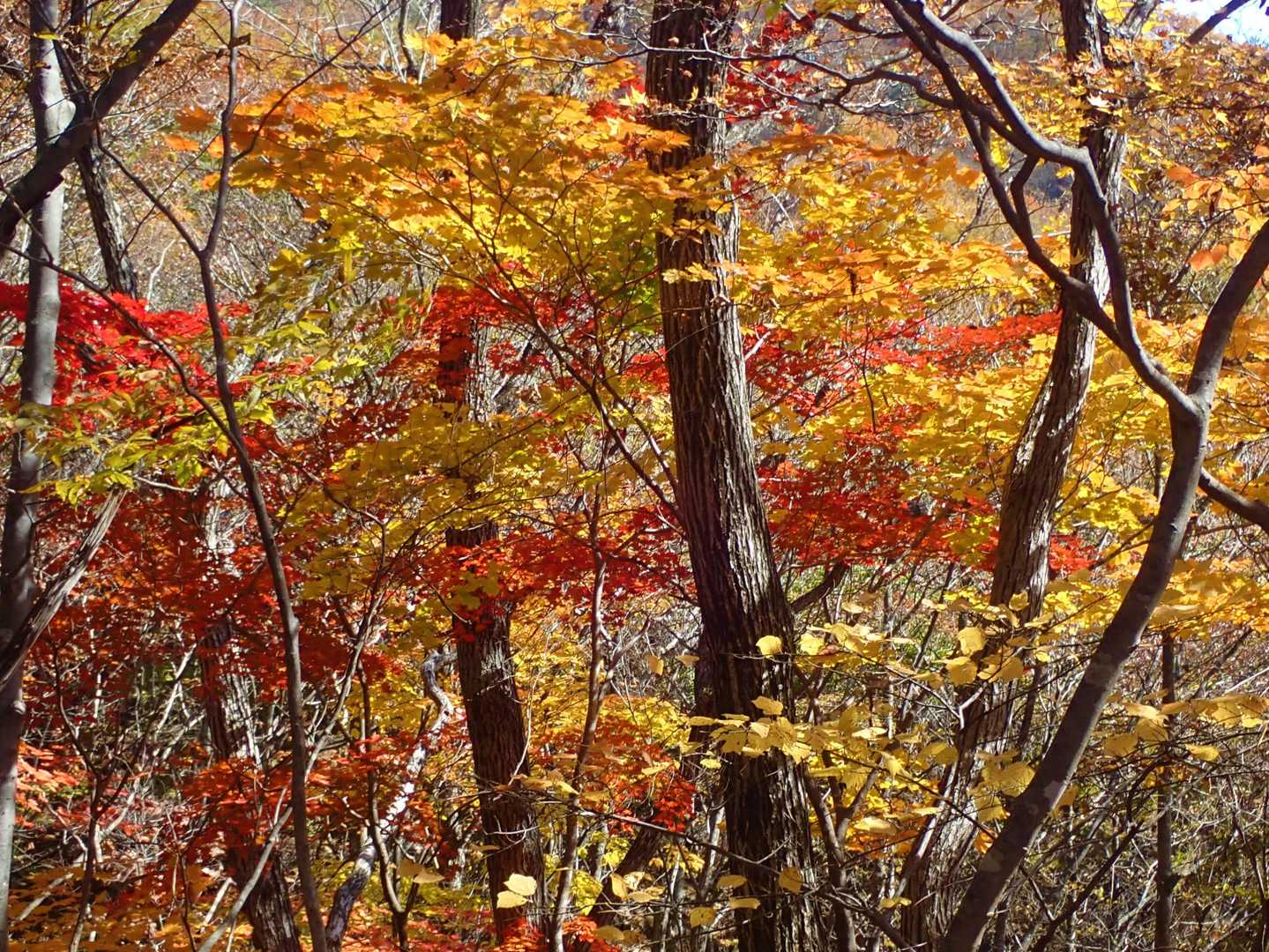 こんな感じで紅葉の森！