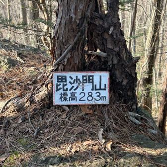予定には入ってなかったグレーピークを取りに行く事になり、
九座目、毘沙門山❗️
ピークまでの登りはそこまで苦労せず、山頂も意外と広くて良い山頂。
「ちょっと整備すれば本ピークになりそうだから認定すれば良いのにね」
と言っていましたが、下道に下りる反対側がバリルートすぎた。

道なき道、落ち葉モリモリの滑落しそうな道を下りながら「バリ山行」のあらすじを教えてくれるMIYABIさん。
とりあえず無事に下りてから続きを聞くからと一旦話すのをやめて貰いました😅