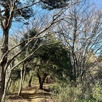 株立地帯に戻りました。登山口まではあと少し。