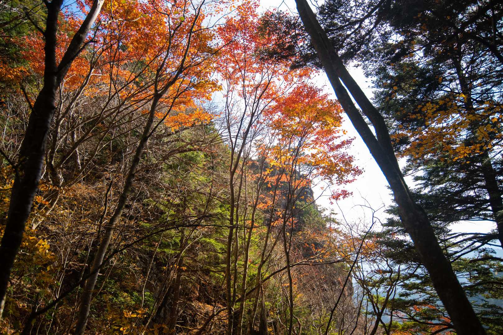 紅葉の向こうに見えるのが鶏冠山。