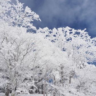 青空と霧氷はここで見納めかな❄️

あとは全然変わり映えのない登山道を下ります