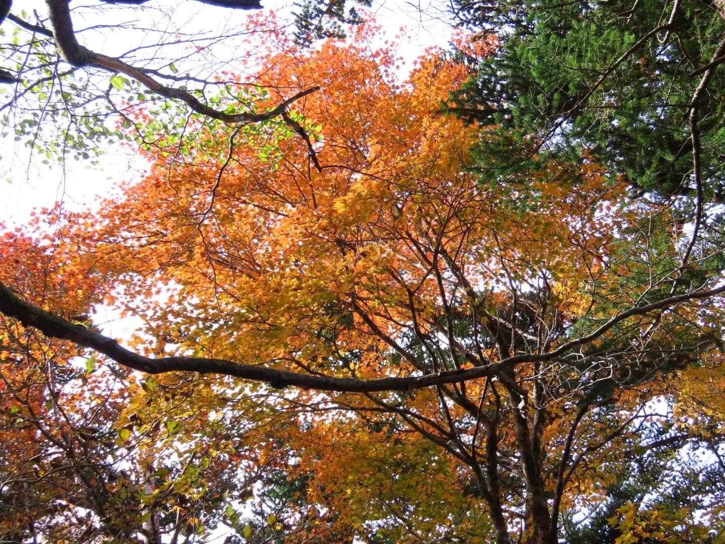 京柱峠-小桧曽山-土佐矢筈山 周回コースの写真
