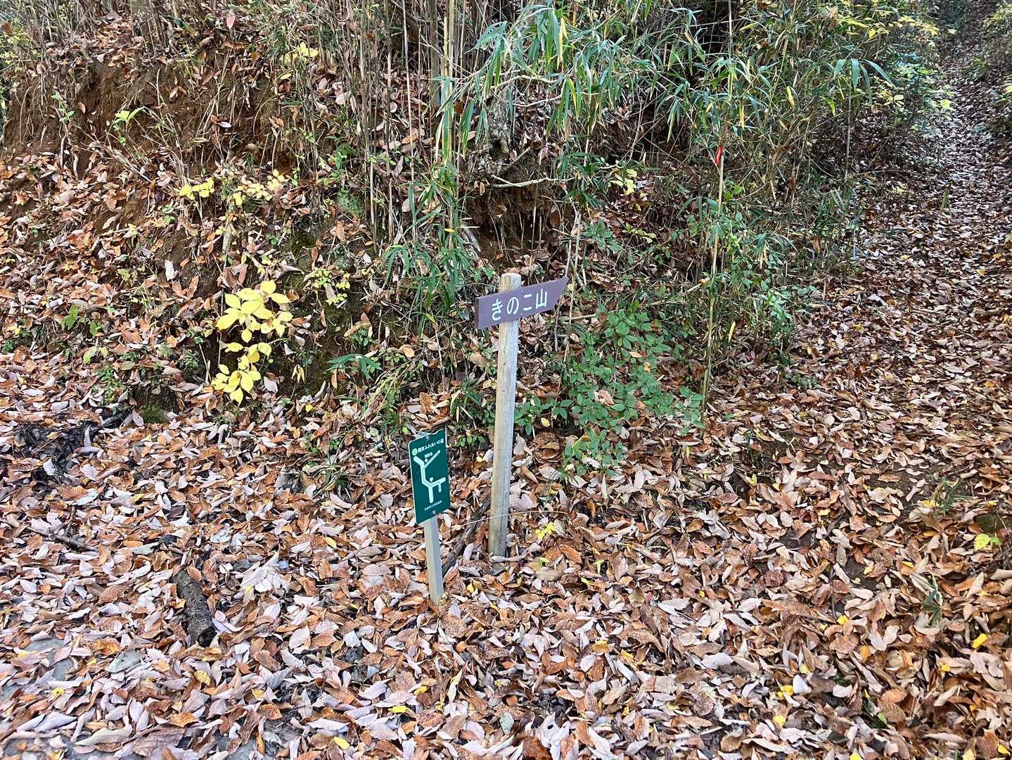 落ち葉が多いです
