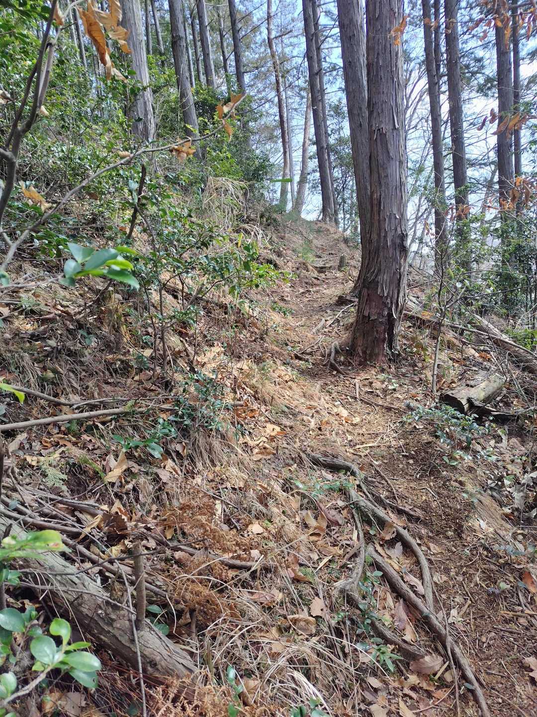 雷電山-鳩ノ峰-富士見山-藤平山-朝日山-山王山登山口-山 周回コースの写真