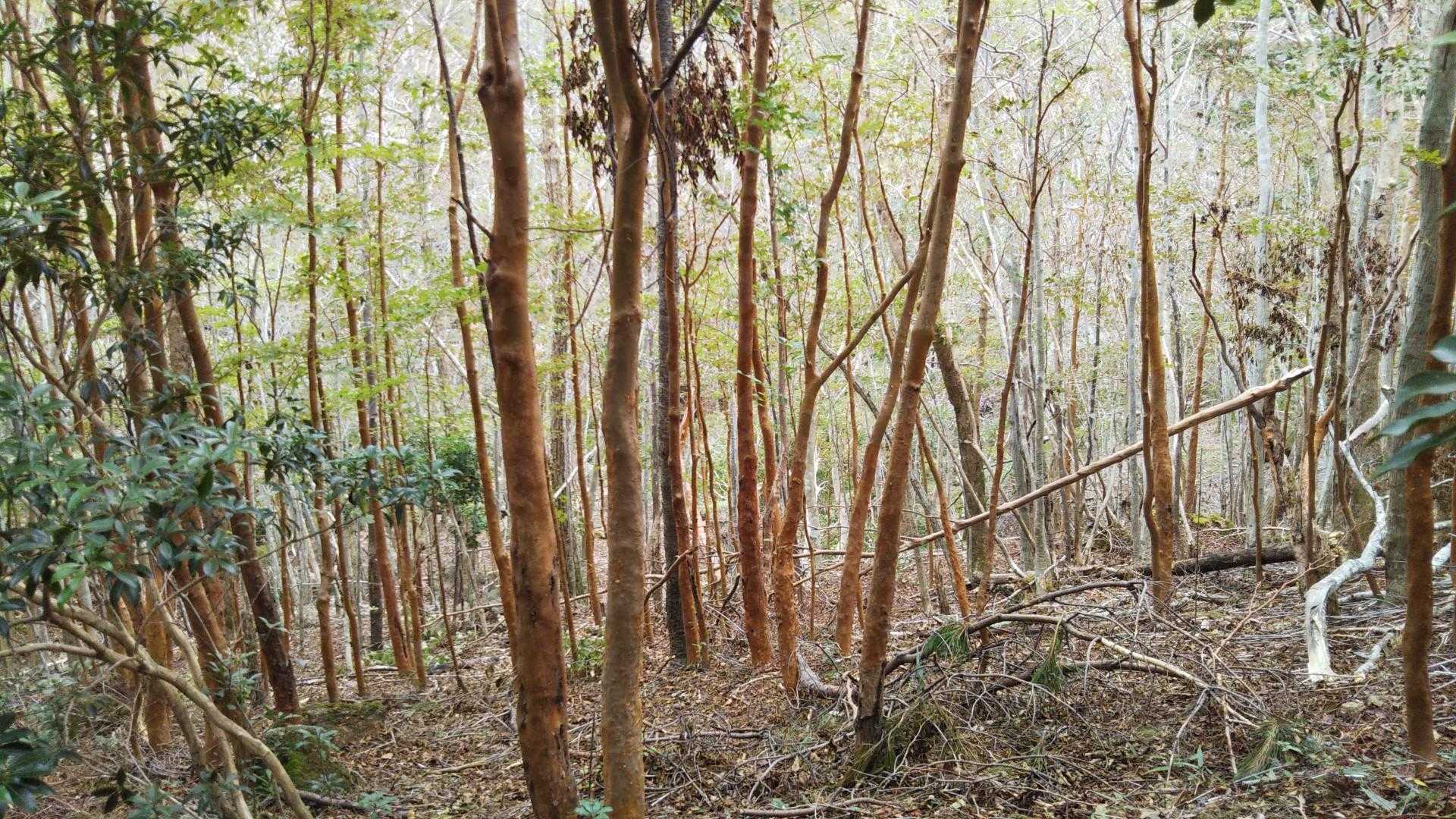 ヒメシャラの森🌳🌳🌳