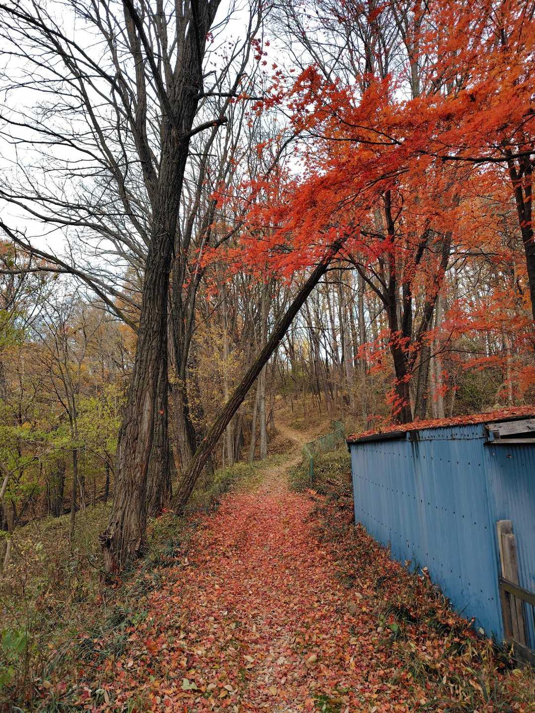 鳥居山 往復コースの写真