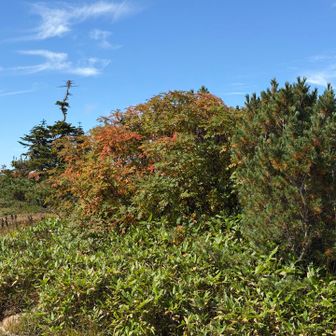 紅葉はまだ