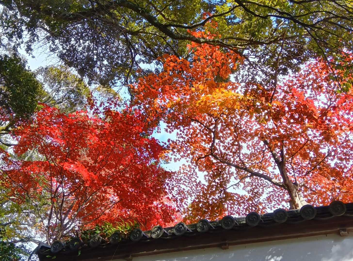 十妙院の紅葉 今年も流石デス！