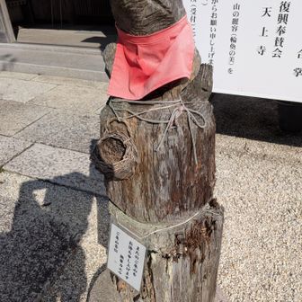 無事カエル🐸