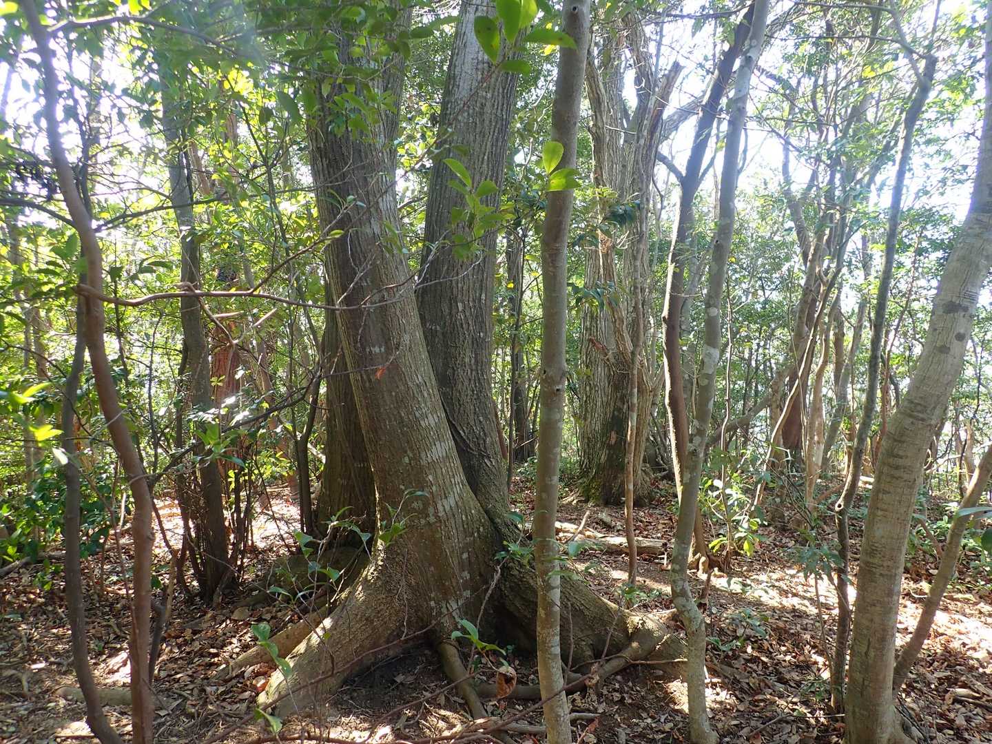 このいちばんおっきそうな木を山頂としましょう