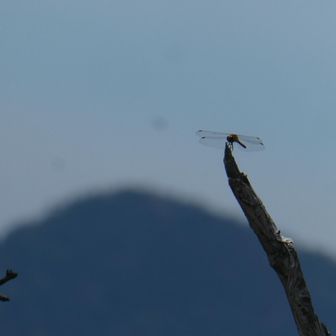 赤トンボ
その向こうに、釈迦ケ岳