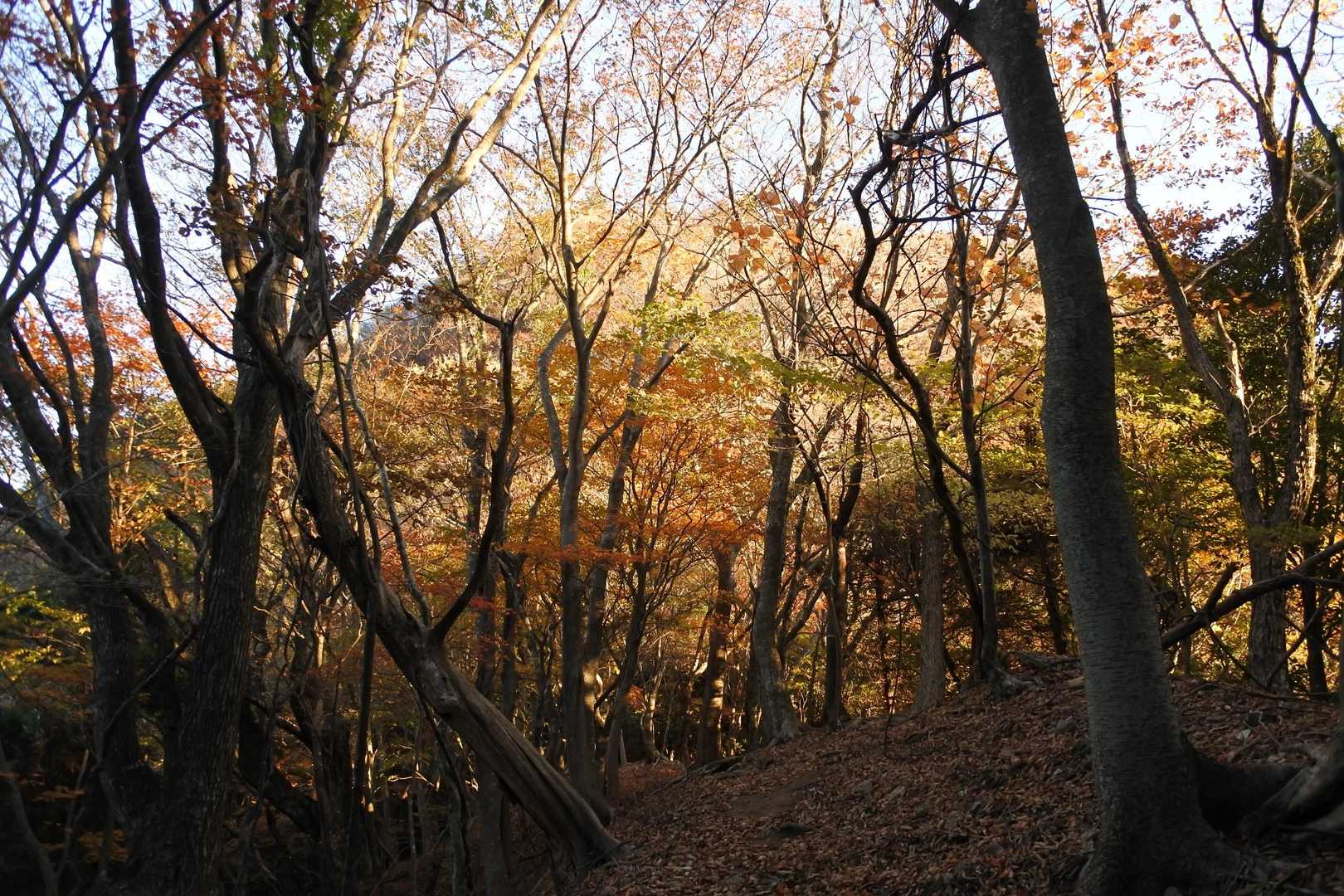 紅葉🍁は、ほぼ終了
