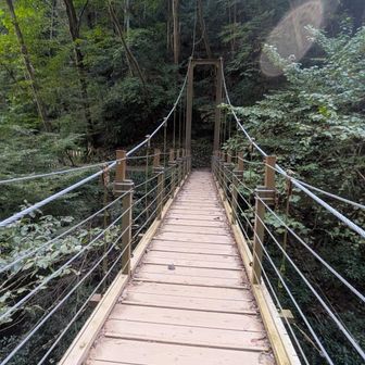 4号路の吊り橋、ハイカーさんが教えてくれたタカオヒゴダイを探したが見つからなかった。