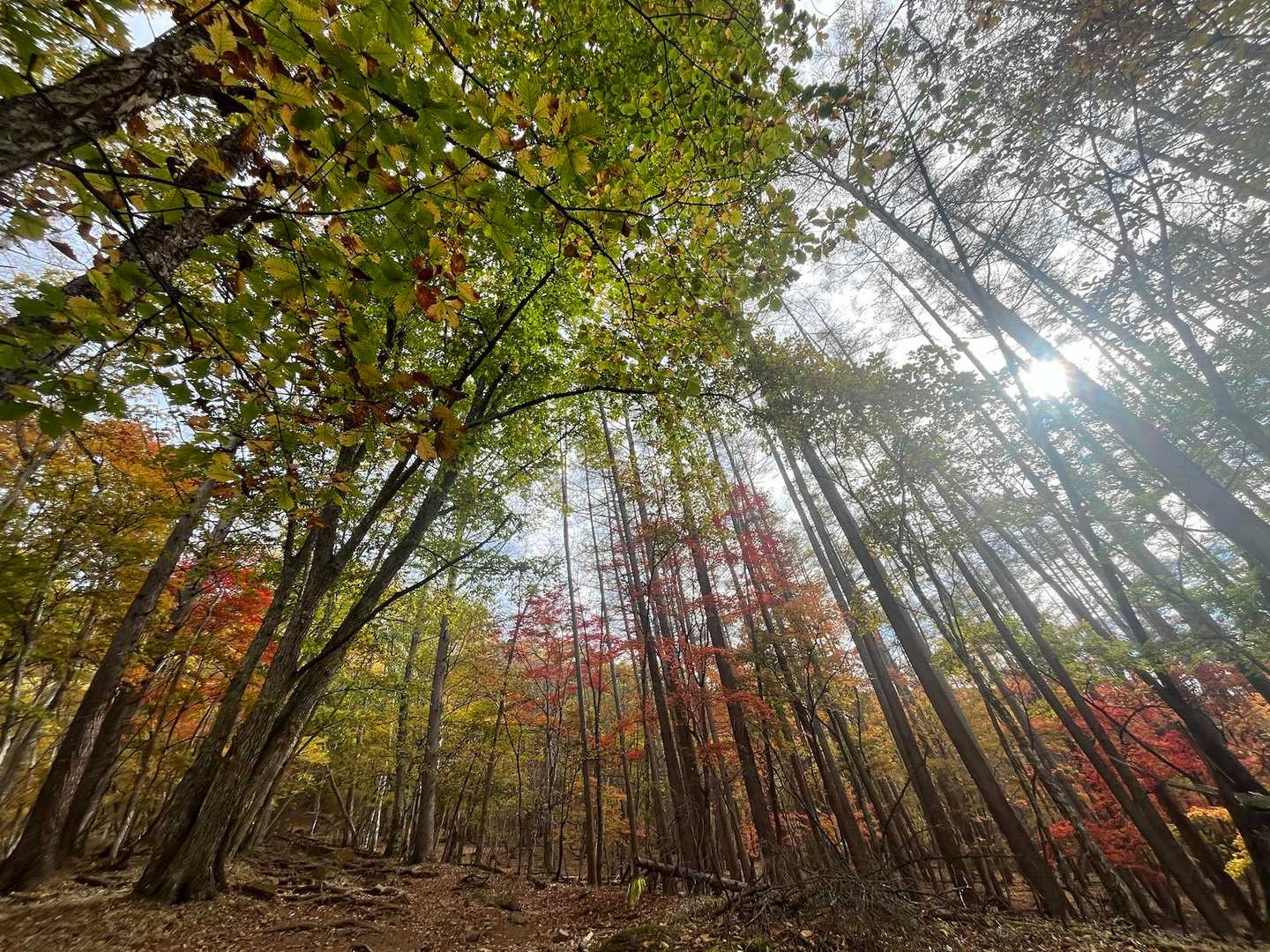 紅葉の登山口からスタート
テンション上がる
けど
筋肉痛の身体でパフォーマンス上がらない
緊急用のエナジードリンク
ここで注入
いくぶんか回復したような