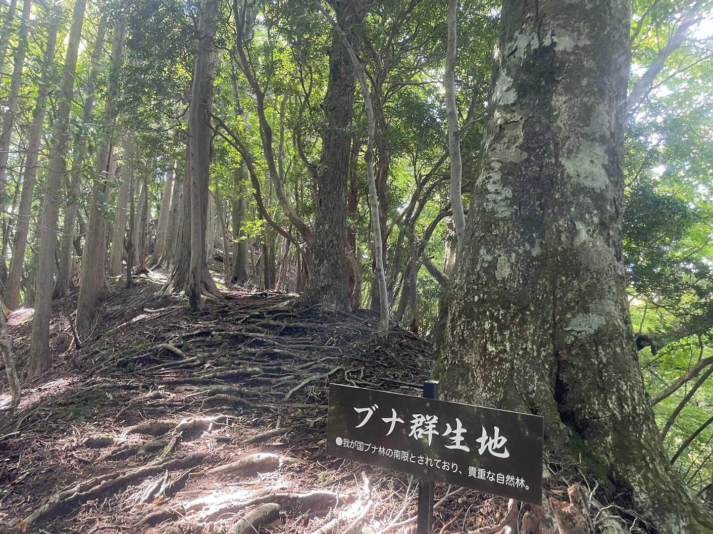 ブナ群生地
柔らかい緑の森を歩いていく🌲