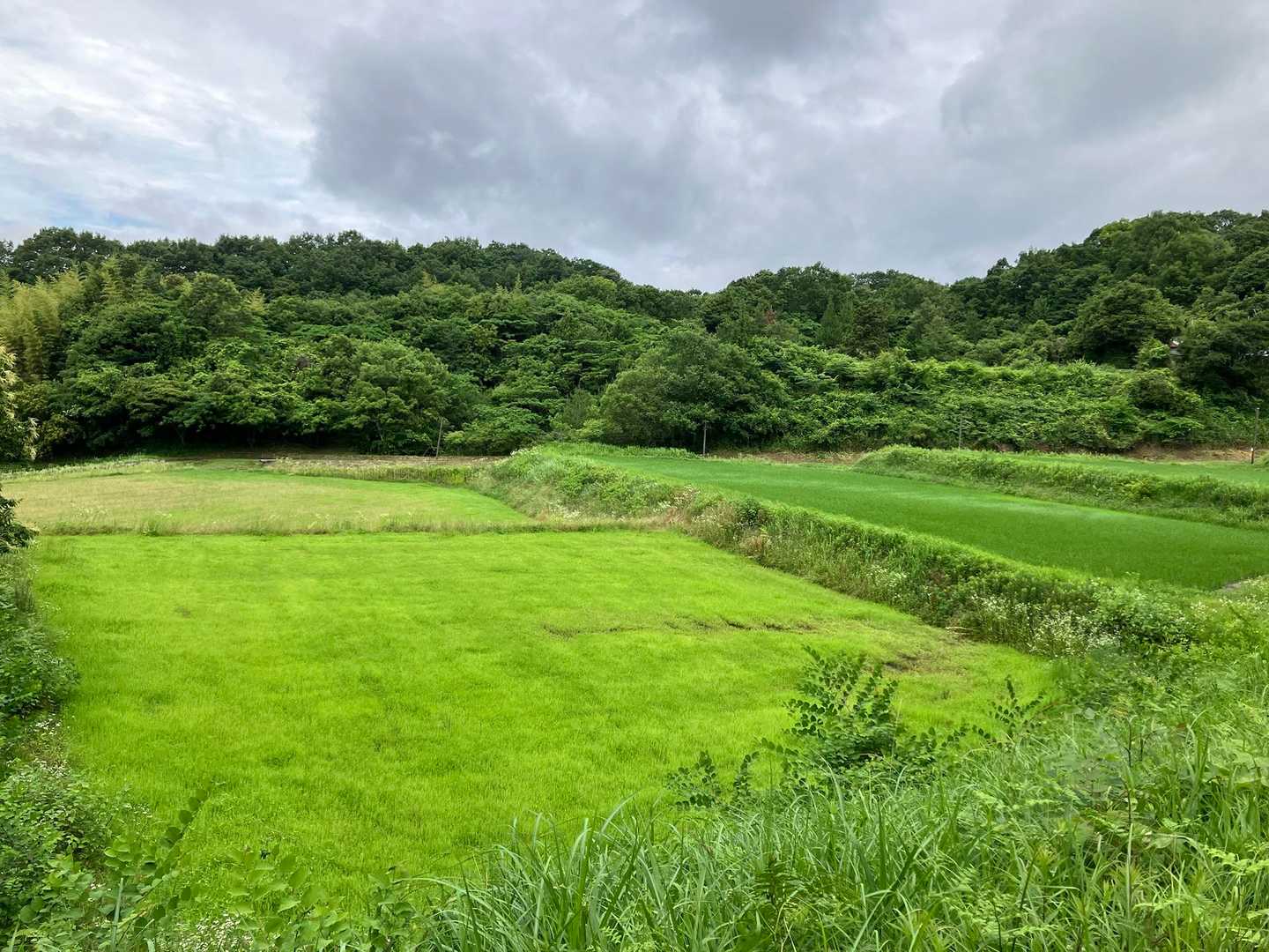 田舎生まれの田舎育ちには、ホッとする風景☺️