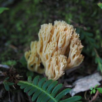 ハナホウキダケ🍄💀