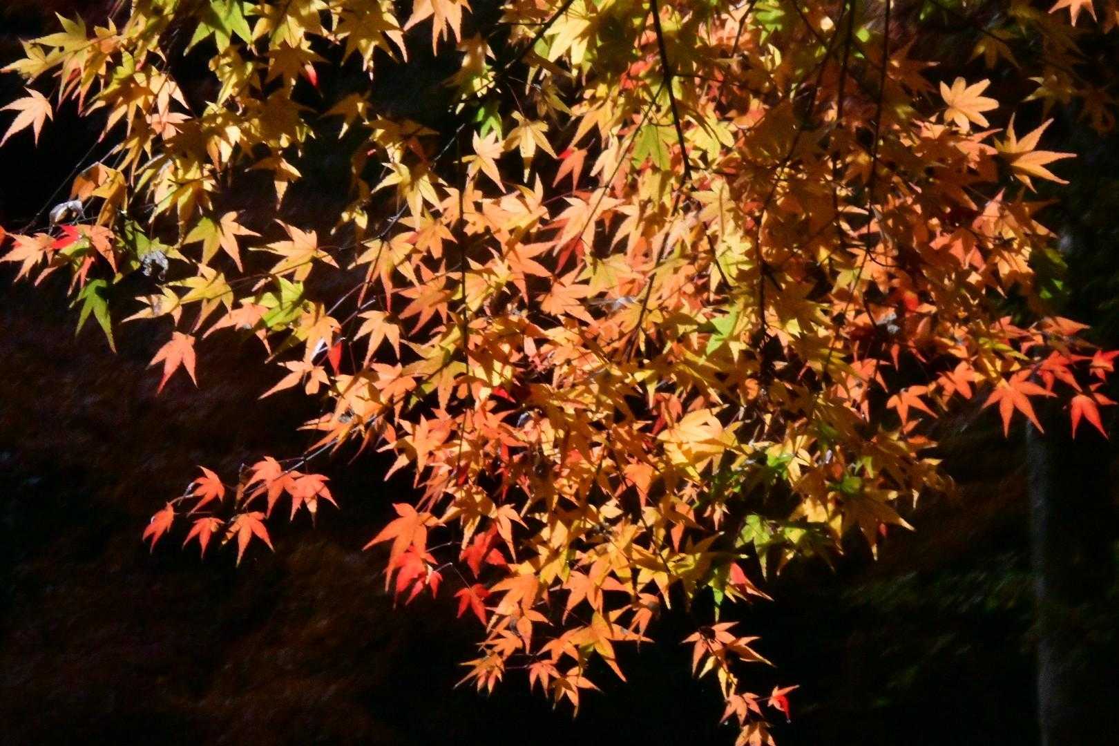 清水寺-清水山-清水山-永興寺 周回コースの写真