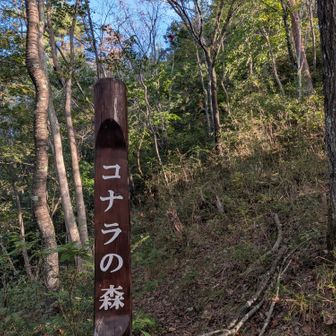結構、枯れているなぁ