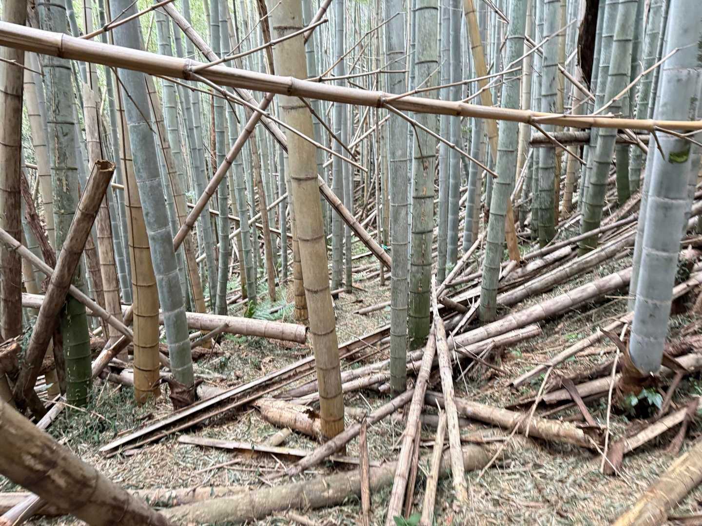 踏み跡はありますが至る所から木の枝が突出しており、怪我する可能性あり