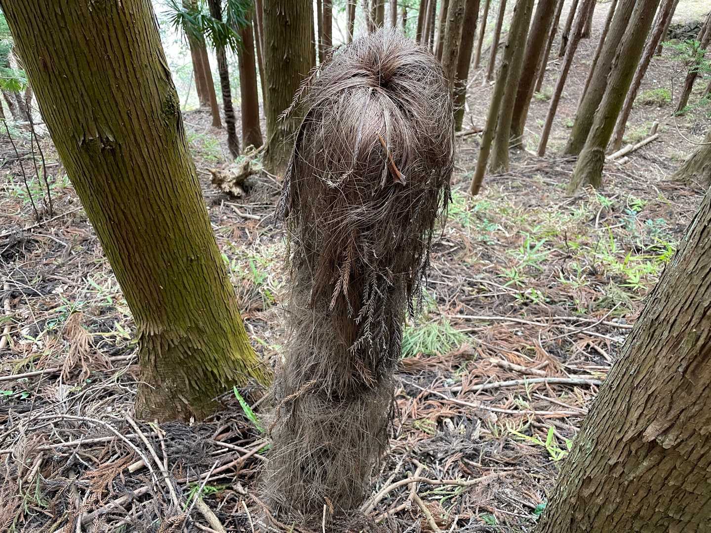 人かと思ってビビりました！