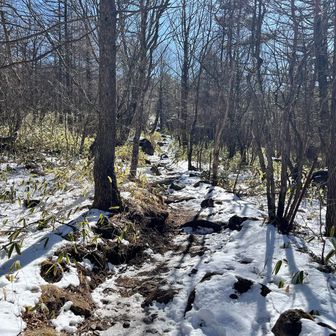 この辺りでチェーンスパを履いていると
頭上で、ピチュピチュと鳥の鳴き声