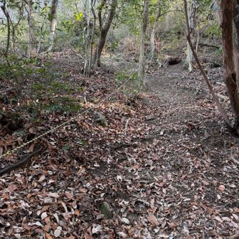 写真では平坦に見えますが、急坂で滑り易い