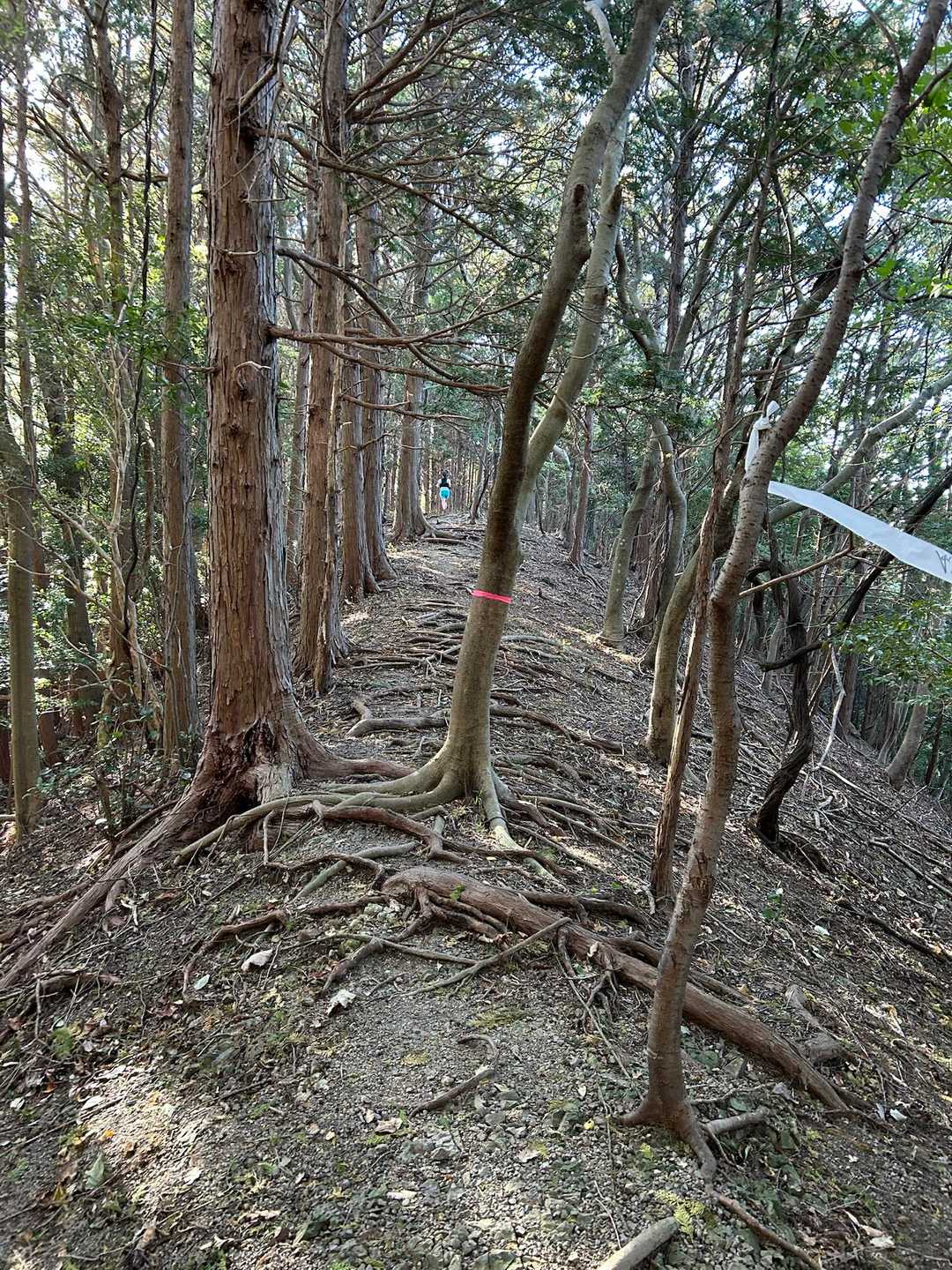 林の中のトレイルも気持ちが良い♪