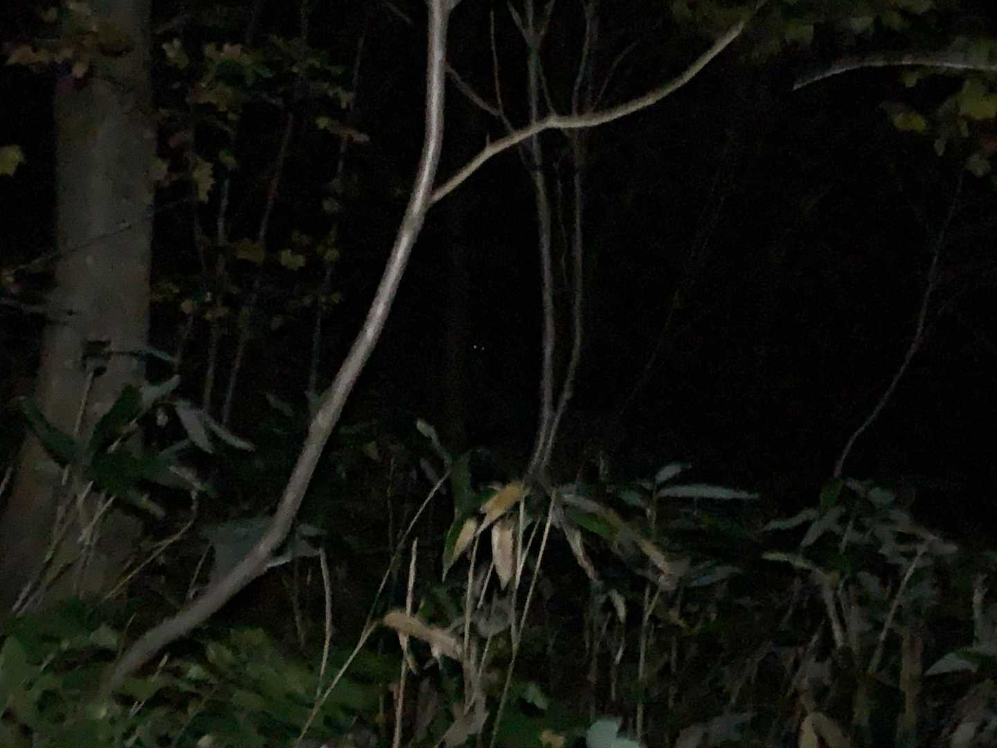 多分2〜3匹鹿いた！！
真ん中、目光ってる🦌