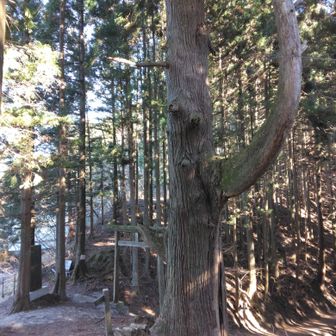 天狗の腰掛け杉