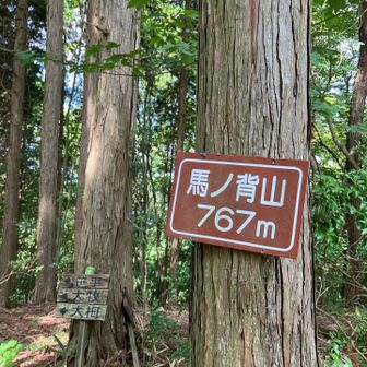 ここからピークとり(^^)できるよ