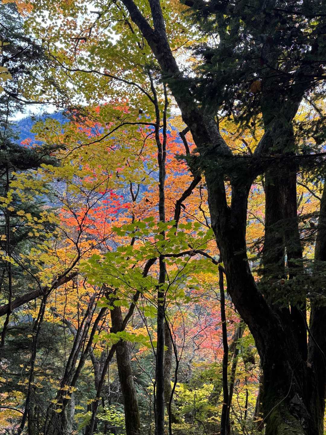青木鉱泉バス停-地蔵岳 往復コースの写真