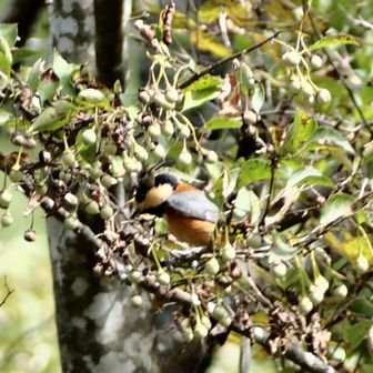 エゴノキの実は、ヤマガラたちが秘蔵するとのこと...