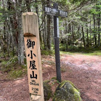 御小屋山（おこややま）
諏訪地方が7年に一度盛り上がる御柱祭で里にある諏訪神社へ曳行される御柱（もみの巨木）は元々この山域から切り出されていました。今は樹齢が満たない樹々ばかりのため他エリアから切り出されています。